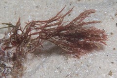 Ahnfeltiopsis polyclada