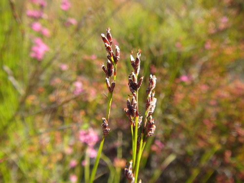 Image of Tetraria fimbriolata by (c) douglaseustonbrown, some rights reserved (CC BY-SA)