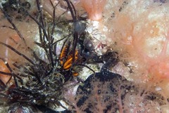 Polyopes constrictus