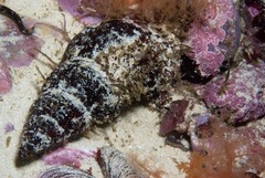 Lugubrilaria lugubris
