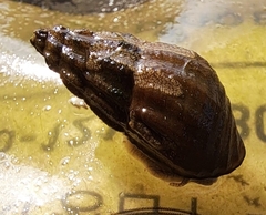 Semisulcospira