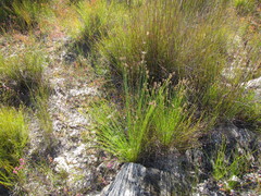 Hypodiscus alboaristatus