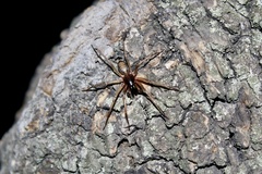 Megalostrata