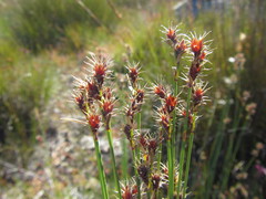 Hypodiscus alboaristatus