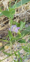 Maurandya antirrhiniflora
