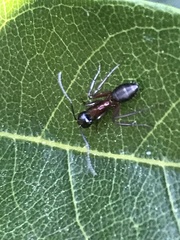 Formicoidea