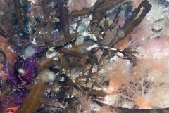 Anthophycus longifolius
