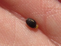 Hypodiscus alboaristatus