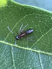 Formicoidea