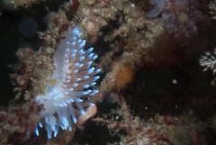 Antiopella longidentata