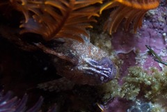 Coccotropsis gymnoderma