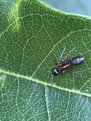 Formicoidea