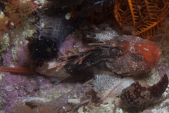 Coccotropsis gymnoderma
