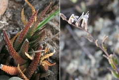 Haworthiopsis scabra