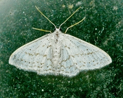 Idaea tacturata