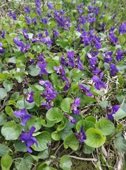 Viola odorata