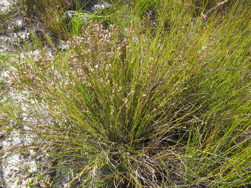 Image of Tetraria fimbriolata by (c) douglaseustonbrown, some rights reserved (CC BY-SA)
