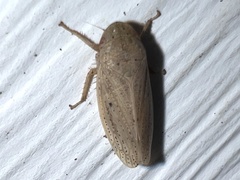 Negosiana