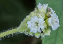 Varronia guanacastensis