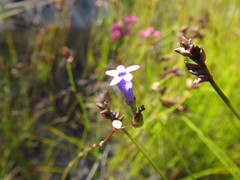 Siphocodon spartioides