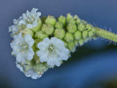 Varronia guanacastensis
