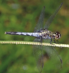 Erythrodiplax basalis