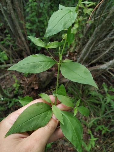 Berry-Bearing Catchfly (Cucubalus baccifer)