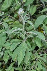 Varronia guanacastensis