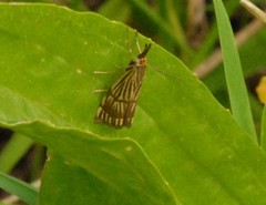 Chrysocrambus linetella