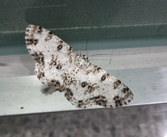 Ophthalmitis albosignaria