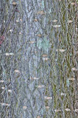 Varronia guanacastensis