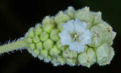 Varronia guanacastensis