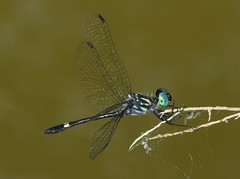 Micrathyria pseudeximia