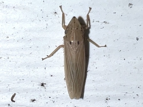 Cicadellini image