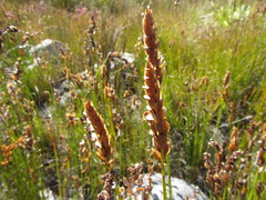 Elegia spathacea