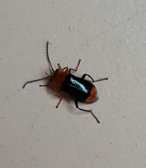 Ebaeus