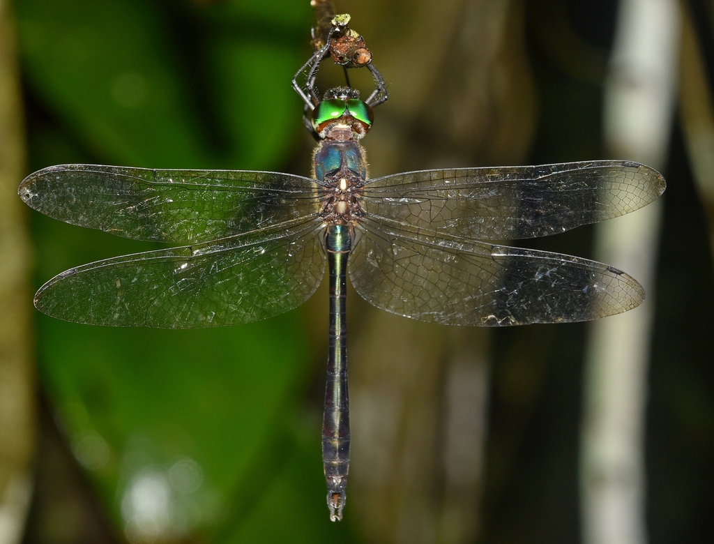 Paracordulia