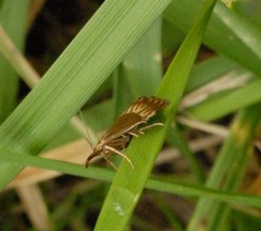 Chrysocrambus linetella