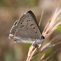 Tharsalea xanthoides