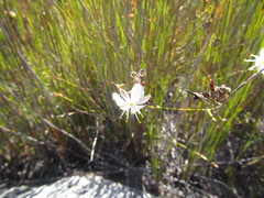 Chlorophytum rigidum