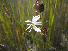 Chlorophytum rigidum