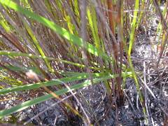Chlorophytum rigidum