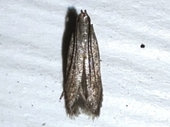 Monochroa quinquepunctella