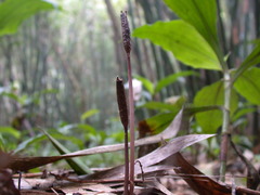 Gastrodia uraiensis