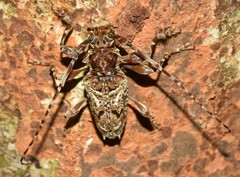 Aegomorphus vetustus