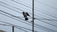 Corvus cornix