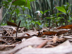 Gastrodia uraiensis
