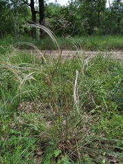 Stipa borysthenica