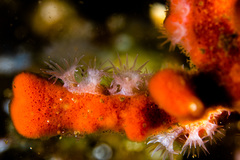 Parazoanthus capensis