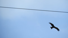 Milvus migrans